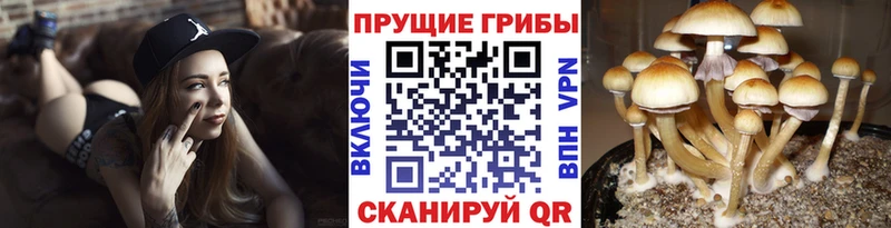 Псилоцибиновые грибы Psilocybe  цены   ОМГ ОМГ зеркало  Артём 